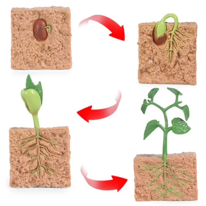 PVC Simulation Insect Plant Growth Seed Solid Soybean Toy Figures Mini Figures Toy Science Education for Baby Early Toy Gift
