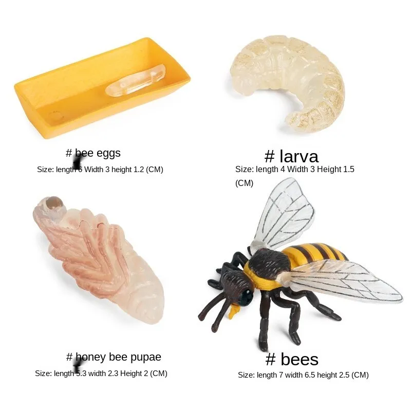 Simulation Animals Insect Bee Growth Cycle Action Figures Model Educational Cognitive Collection Cute Kids Toys Christmas Gifts