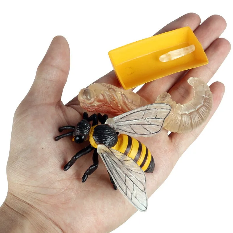 Simulation Animals Insect Bee Growth Cycle Action Figures Model Educational Cognitive Collection Cute Kids Toys Christmas Gifts